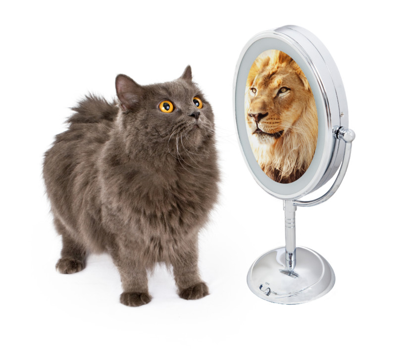 Cat With Lion Reflection in Mirror Jennifer Powter